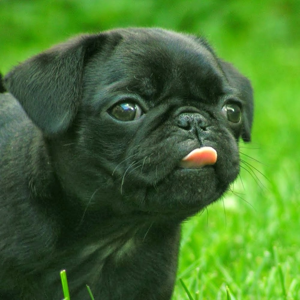 Meet your Posher, Bud